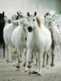/album/fotogalerie/a130677-240x320-jpg/