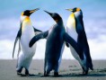 /album/fotogalerie/penguins-jpg/